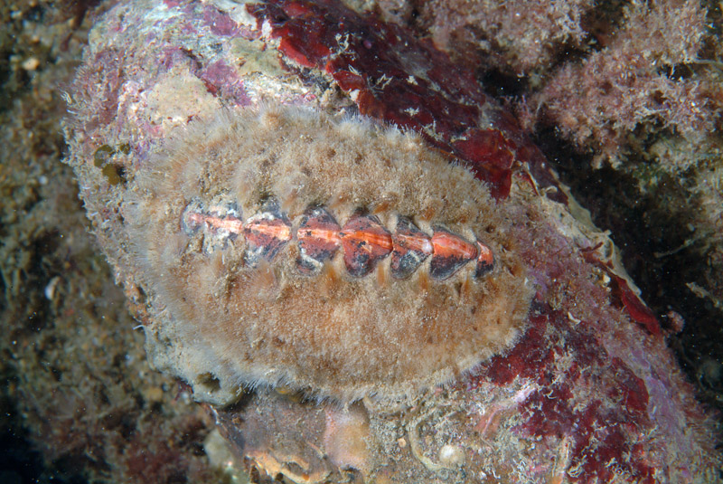 Acanthochitona fascicularis